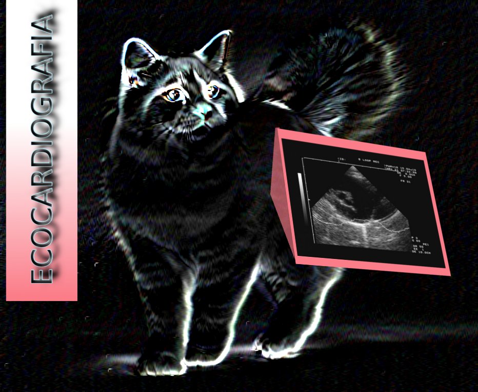 Ecocardiografia preventiva nel gatto